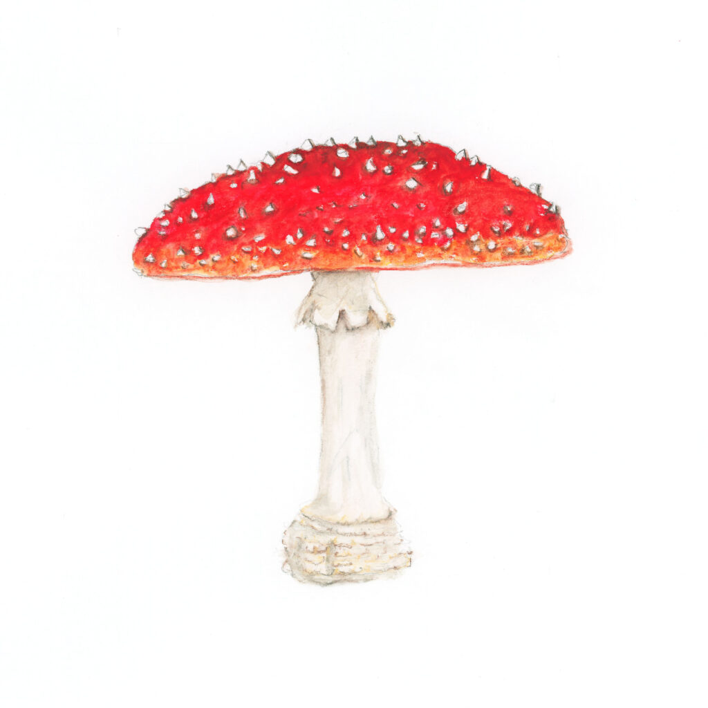 Champignon