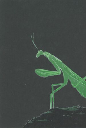 Séri mante religieuse